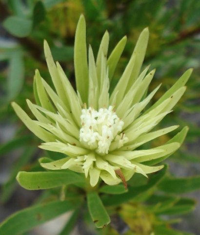 Aulax umbellata inner bracts lobed